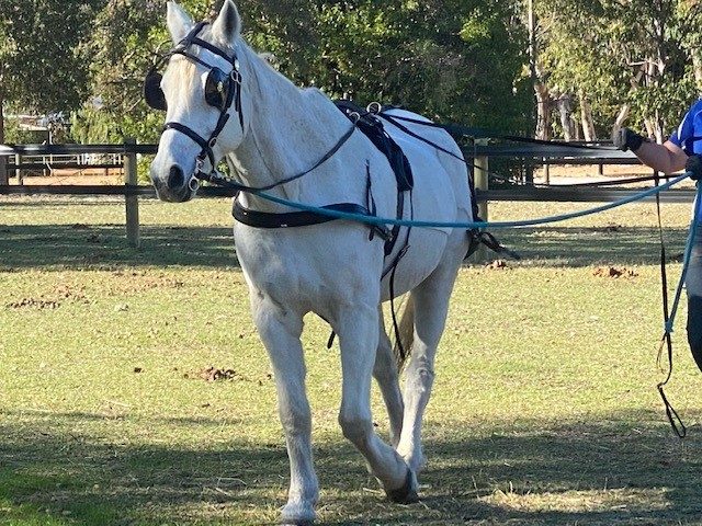 crystal-the-horse-4679815