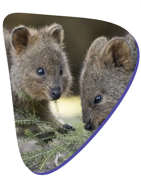 Quokka-find-your-place Quokkas in pebble shape