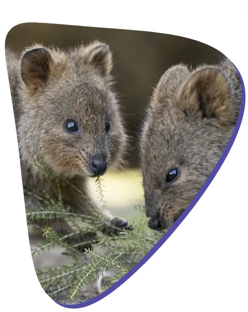 Quokkas in pebble shape